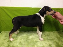 Balthasar